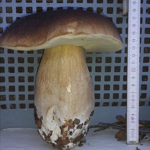 King Bolete