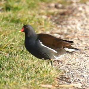 Common Moorhen