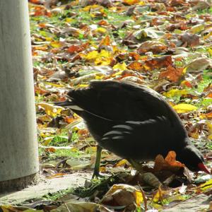 Common Moorhen