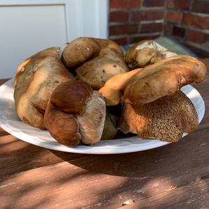 Summer Bolete