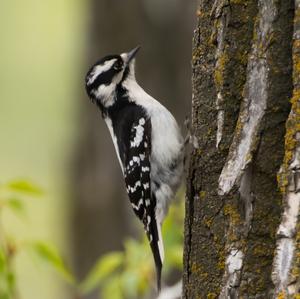 Hairy Woodpecker