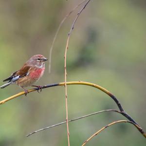 Eurasian Linnet