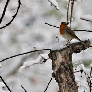 European Robin