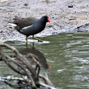 Common Moorhen