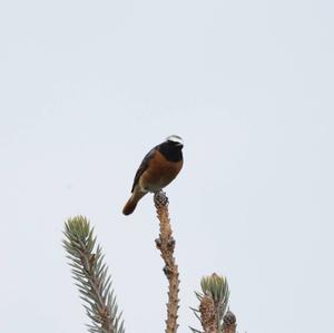 Common Redstart