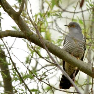 Common Cuckoo