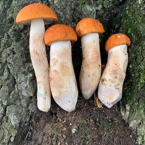 Orange Birch Bolete