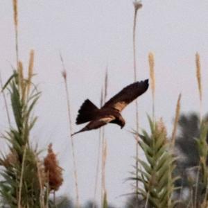 Western Marsh-harrier