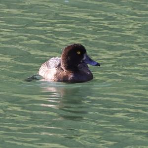 Tufted Duck