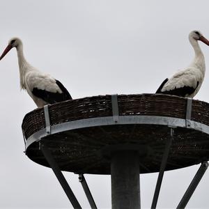 White Stork