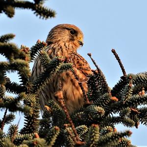 Common Kestrel