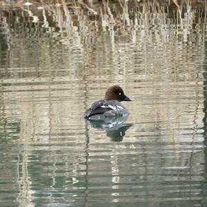 Common Goldeneye