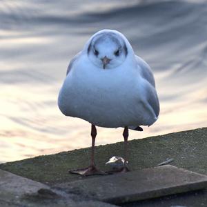 Black-headed Gull