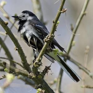 White Wagtail