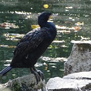 Great Cormorant