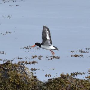 Eurasian Oystercatcher