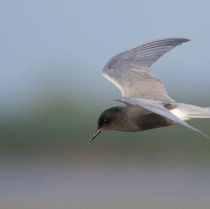 Black Tern