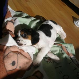 Unknown Breed