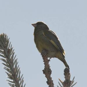 European Greenfinch