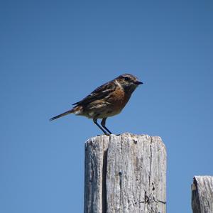 European stonechat