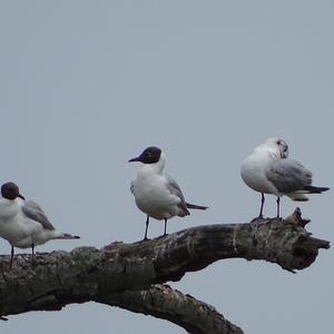 Black-headed Gull