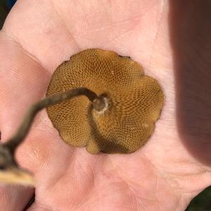 Spring Polypore