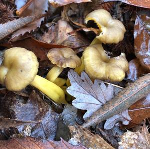 Trumpet Chanterelle