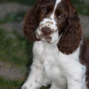 Spaniel (English Springer)