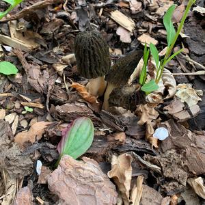 Black Morel