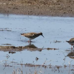 Common Redshank