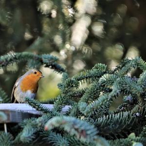 European Robin