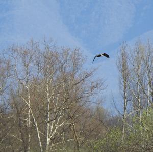 Black Kite