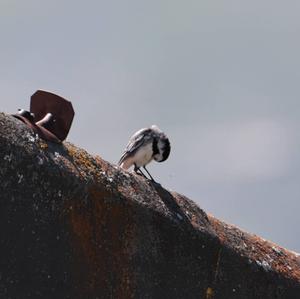 White Wagtail