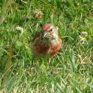 Eurasian Linnet