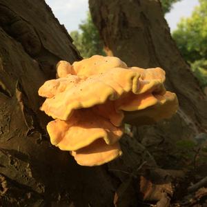 Chicken Mushroom