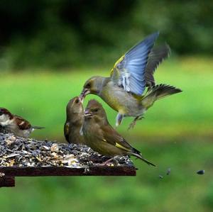 European Greenfinch