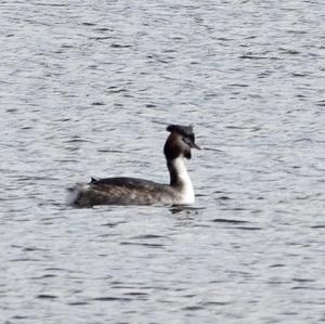 Great Crested Grebe