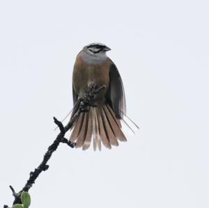 Rock Bunting