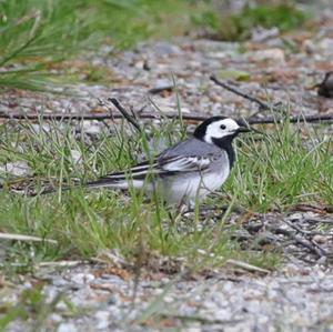 White Wagtail