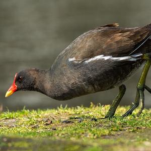 Common Moorhen