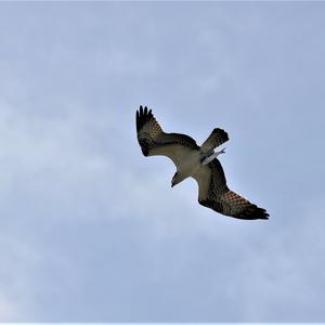 Osprey