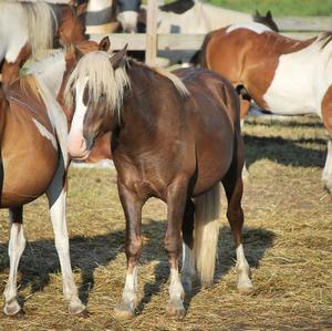 Assateague Pony