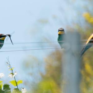 European Bee-eater