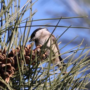 Marsh Tit