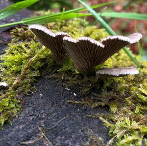 Split Gill, Common