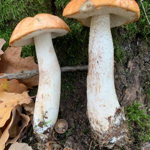 Orange Birch Bolete