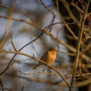 Eurasian Chaffinch