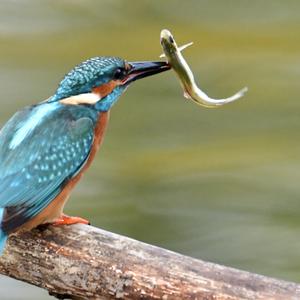 Common Kingfisher