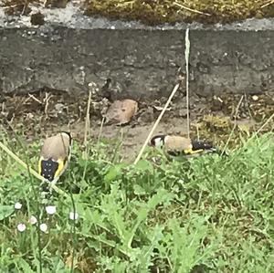 European Goldfinch