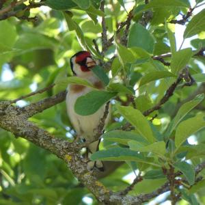 European Goldfinch